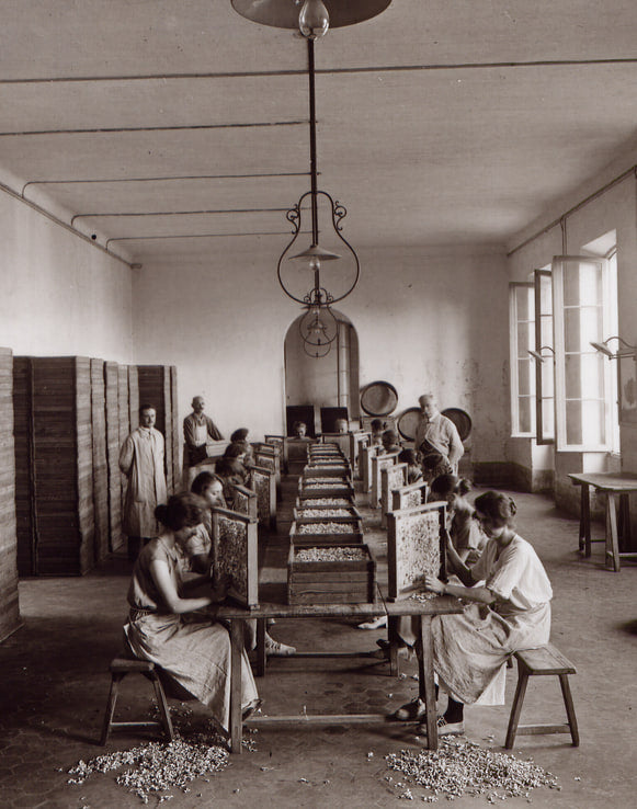 Photographie ancienne d'un atelier de parfumerie : des ouvrières en tablier, assises sur des tabourets de part et d'autre d'une longue table, garnissent des châssis empilés sous une suspension, des fleurs jonchant le sol carrelé.