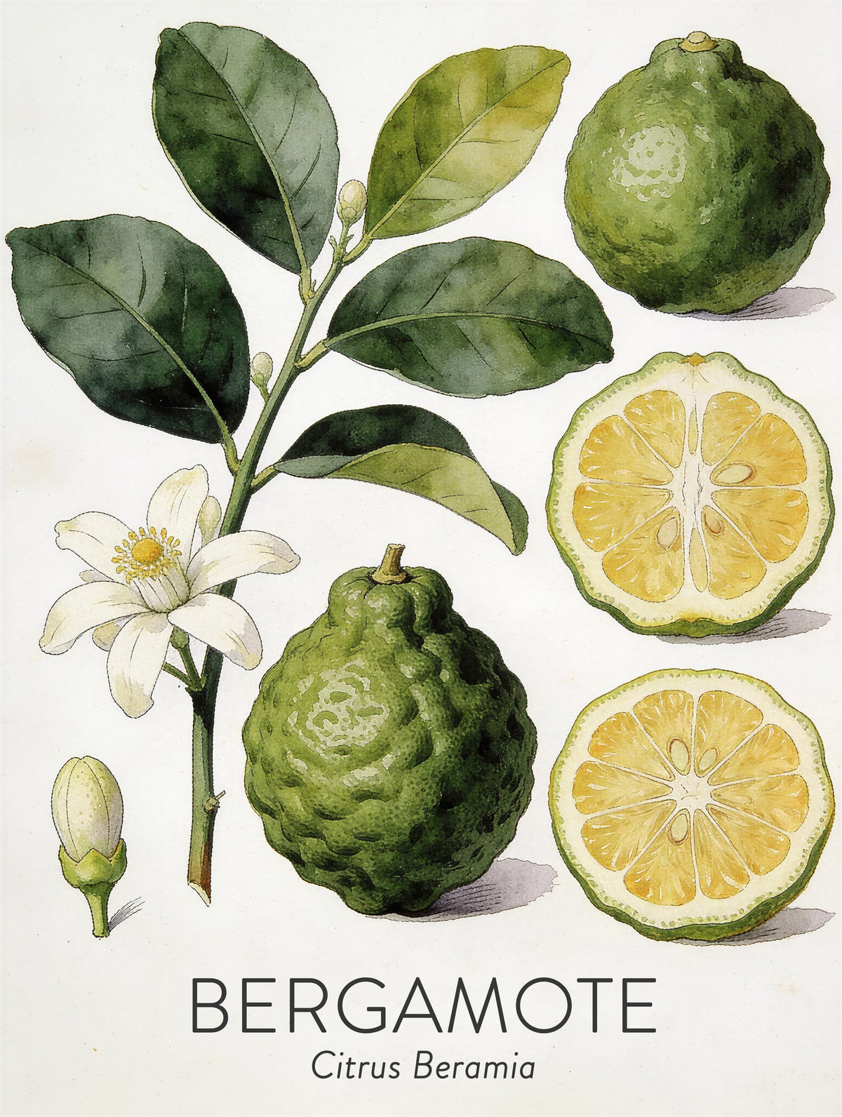 Bergamote