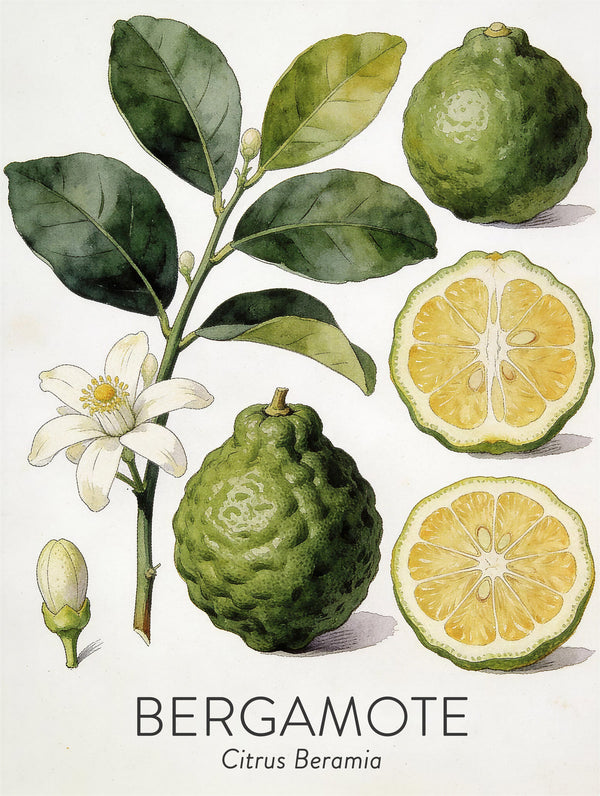 Bergamote — planche de l’herbier Lubin