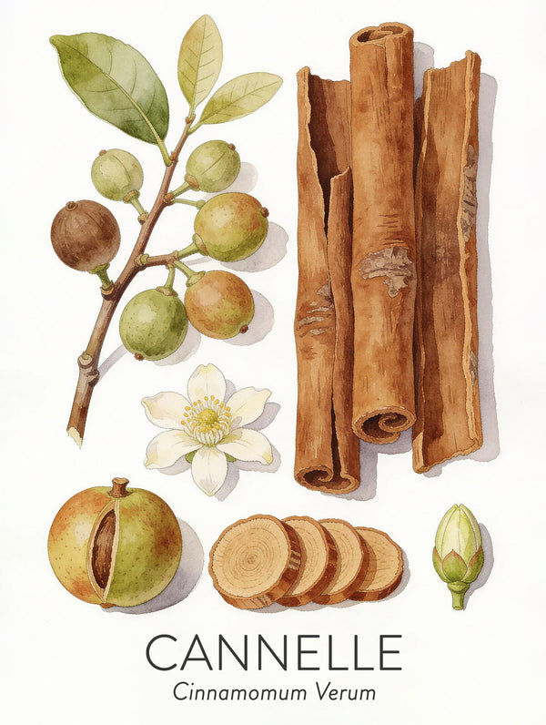 Cannelle — planche de l’herbier Lubin