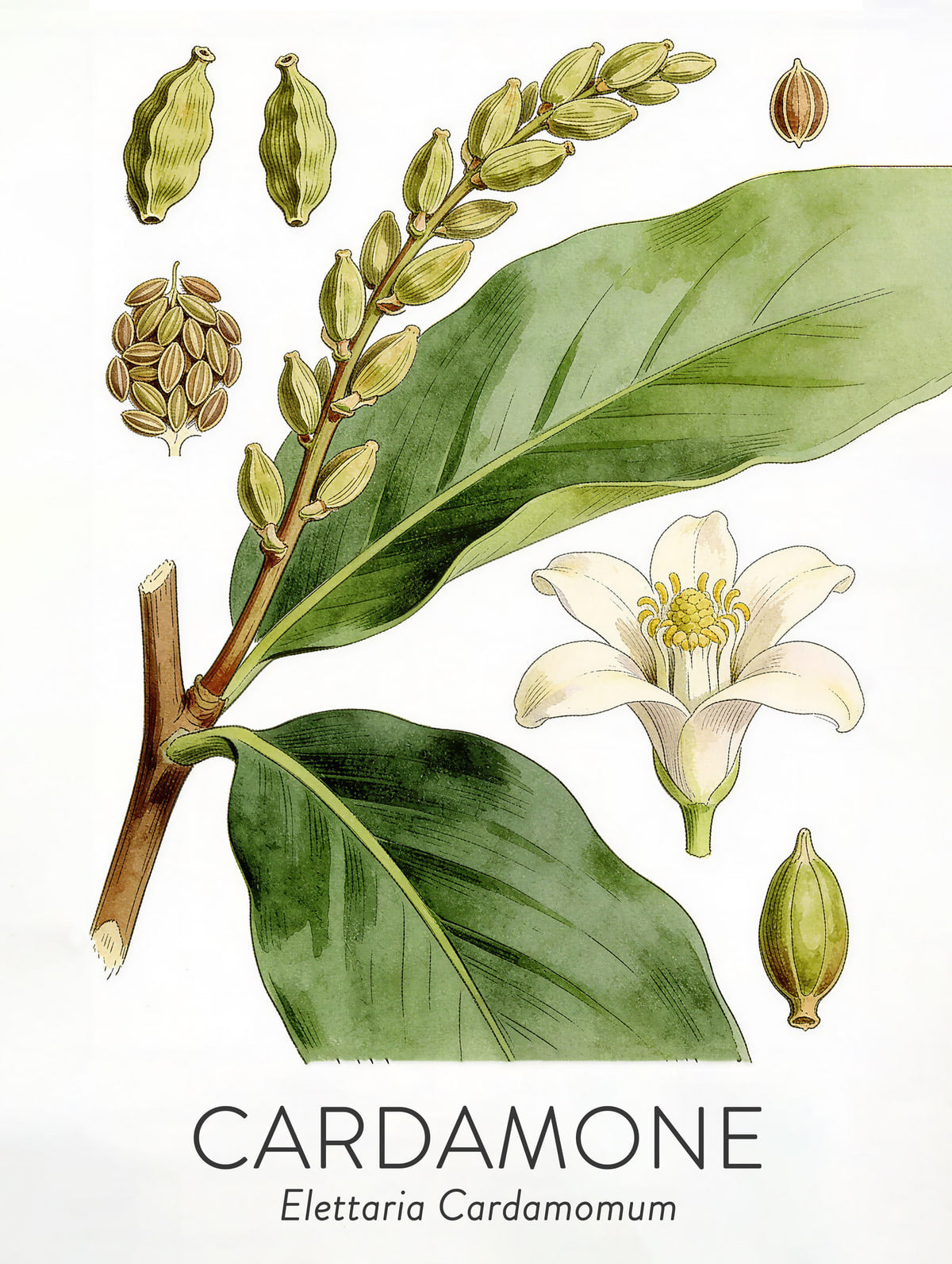 Cardamome