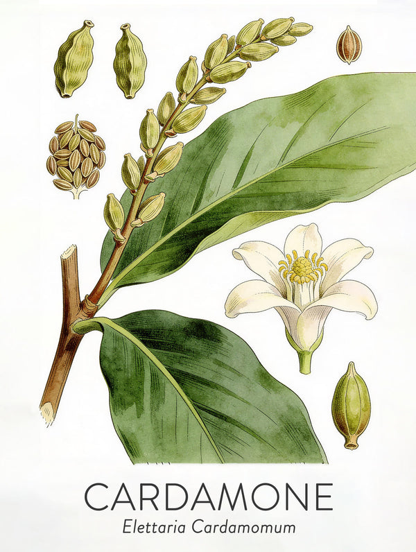 Cardamome — planche de l’herbier Lubin
