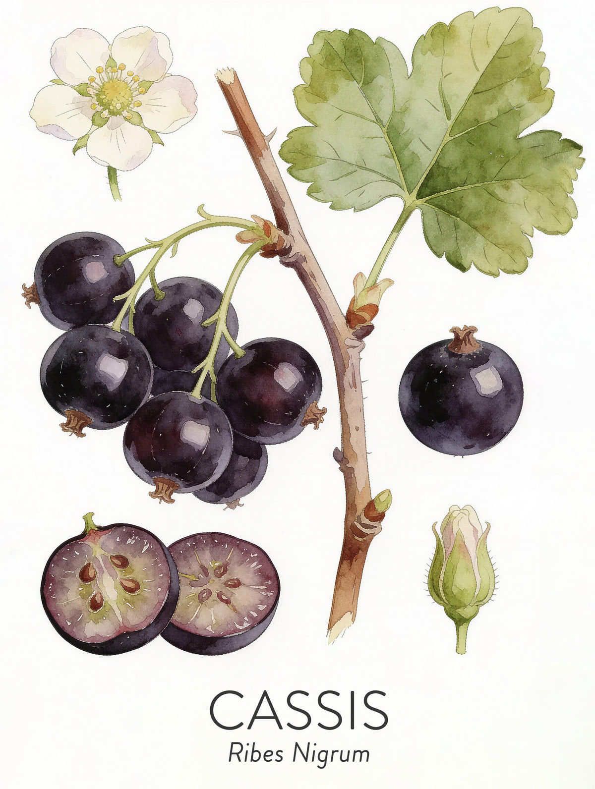 Cassis
