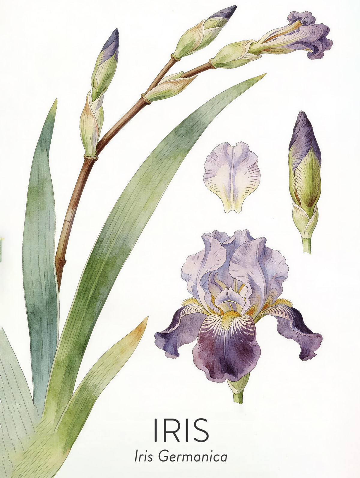 Iris