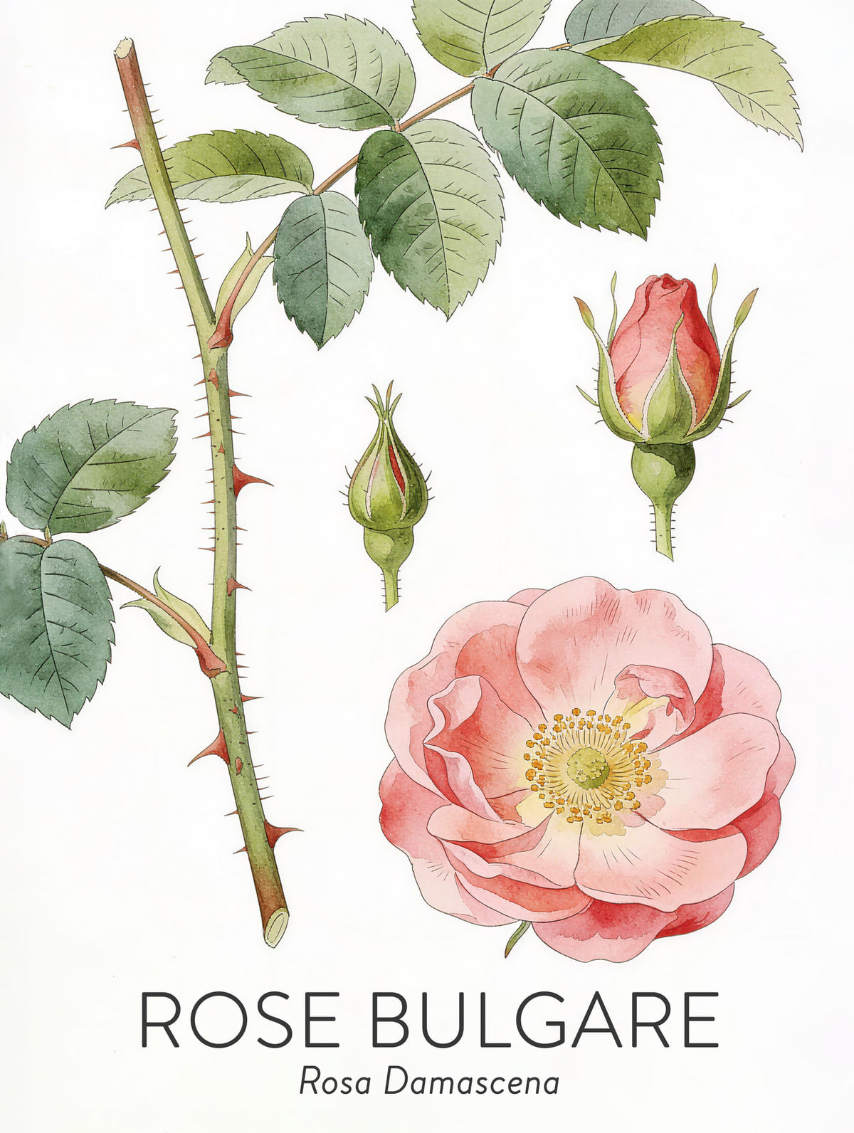 Rose de Bulgarie