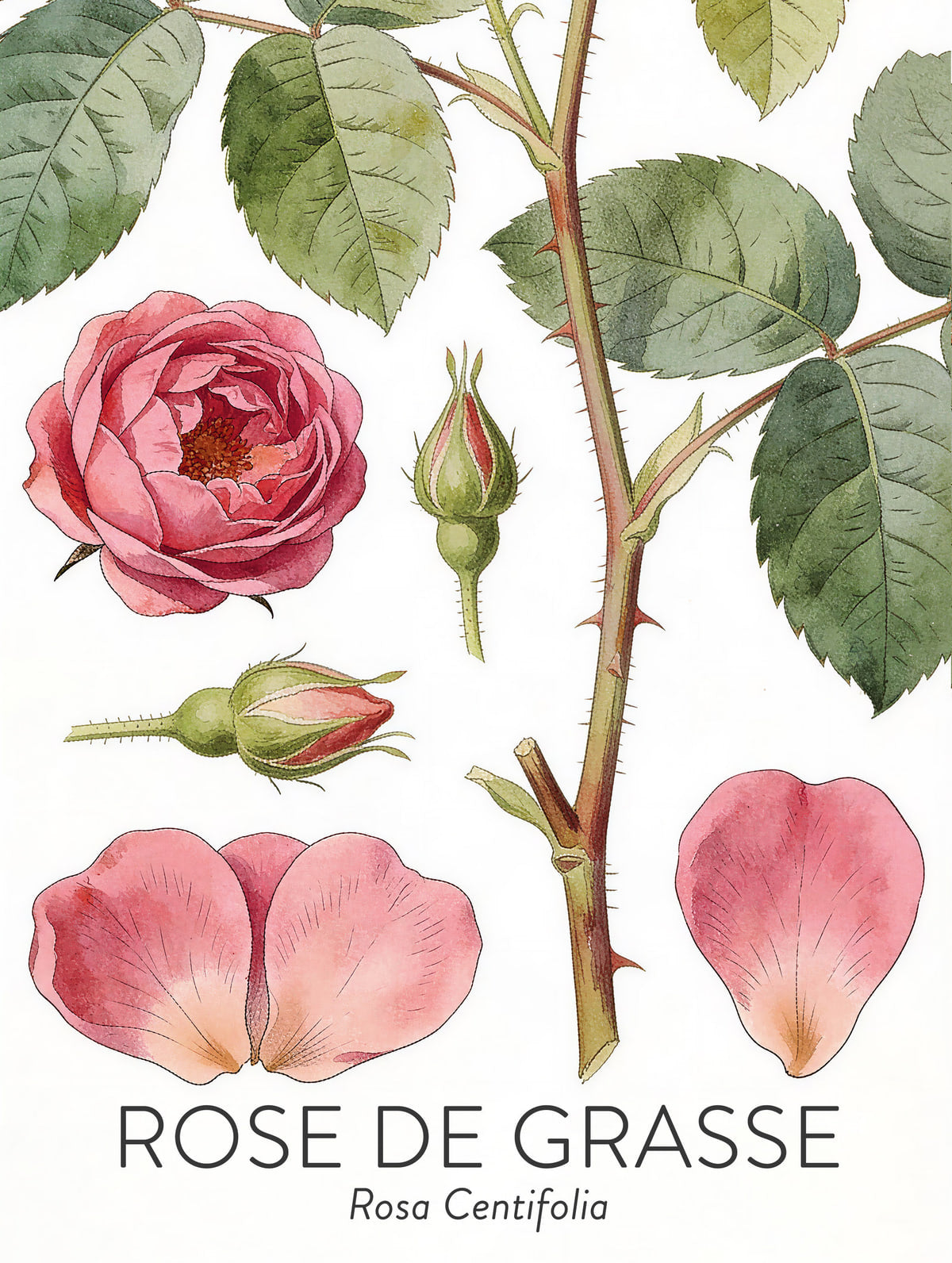 Rose centifolia