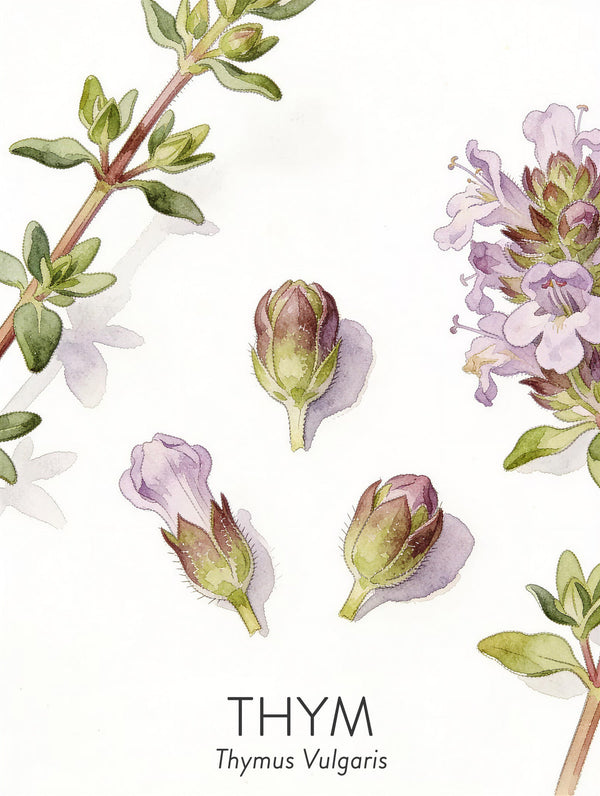 Thym — planche de l’herbier Lubin