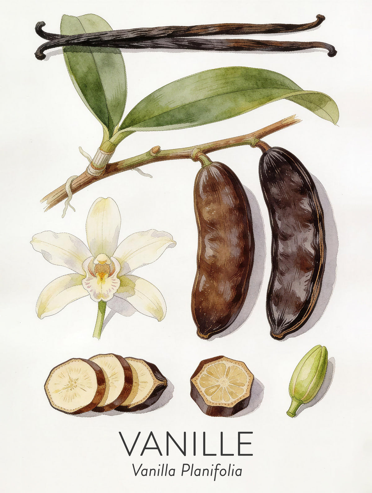 Vanilla