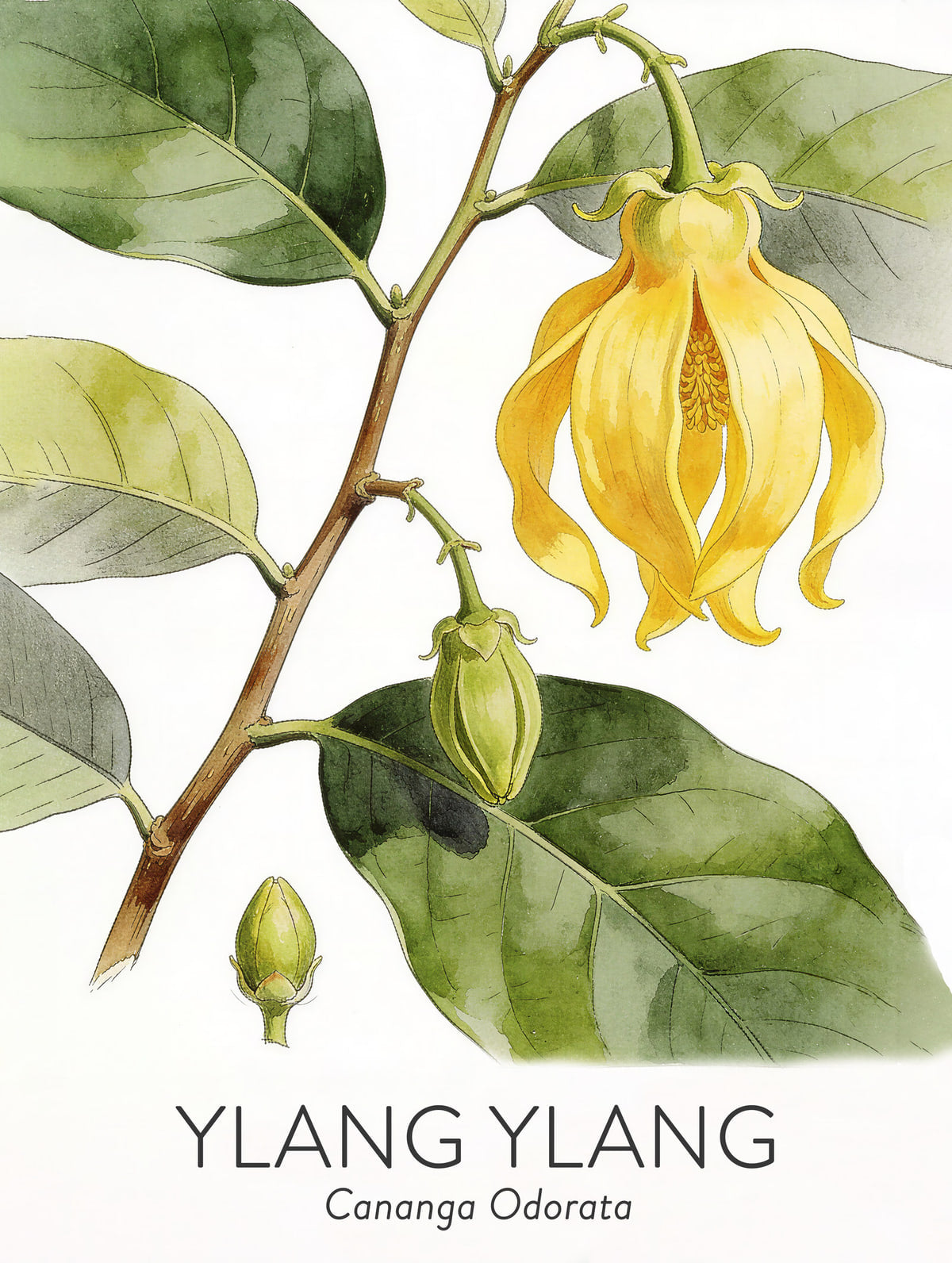 Ylang-ylang
